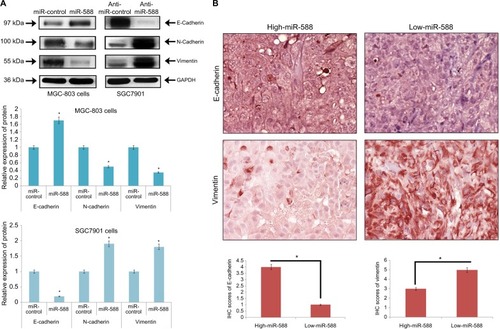 Figure 4 miR-588 suppressed EMT in GC cells.Notes: (A) Western blot studies for the expression of proteins. E-cadherin was overexpressed, whereas the levels of N-cadherin and vimentin were suppressed in miR588-transfected MGC-803 cells. In SGC-7901 cells, transfection with anti-miR-588 resulted in suppression of E-cadherin and upregulation of both N-cadherin and vimentin (*P<0.05 compared to miR-control). (B) IHC analysis of GC tissue samples for the expression of E-cadherin and vimentin. The IHC score of E-cadherin was significantly on the lower side, whereas that of vimentin was on the higher side in low miR-588 expressing GC tissues. (Values are mean±SD; *P<0.05 compared to high miR-588 tissues.)Abbreviations: EMT, epithelial–mesenchymal transition; GC, gastric cancer; IHC, immunohistochemical.