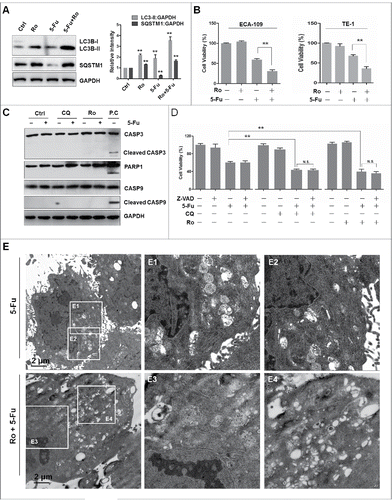Figure 6. Ro blocks 5-Fu-induced autophagy and sensitizes cell death. (A) Ro increases 5-Fu-induced LC3B-II and SQSTM1 protein levels. ECA-109 cells were treated with 100 μM Ro and 50 μg 5-Fu for 24 h. ImageJ densitometric analysis of the LC3B-II:GAPDH or SQSTM1:GAPDH ratio (mean ± SD of 3 independent experiments). (B) Ro renders chemoresistant esophageal cancer cells ECA-109 and TE-1, more sensitive to 5-Fu-induced cell death. Data (mean ± SD) are representative of 3 independent experiments (**, P < 0.005). (C) 5-Fu-induced cell death is apoptosis-independent. ECA-109 cells were treated with 5-Fu and Ro or CQ for 48 h. Western blot analysis was performed using the specified antibodies. The cells were treated with 10 μM SNX-2112, a HSP90 inhibitor, for 48 h, and lysates used as a positive control (P.C) of apoptosis induction. (D) ECA-109 cells were treated with 5-Fu, Ro, and CQ in the presence or absence of caspase inhibitor (20 μM Z-VAD-FMK) for 48 h. Cell viability was measured with the MTT assay. * indicates a significant difference from the controls. N.S., No significance. **, P < 0.005; *, P < 0.05. (E) ECA-109 cells treated with 5-Fu in the presence or absence of Ro for 48 h and the accumulation of autophagic vacuoles was examined using a transmission electron microscopy and highlighted in areas E1 to E4.