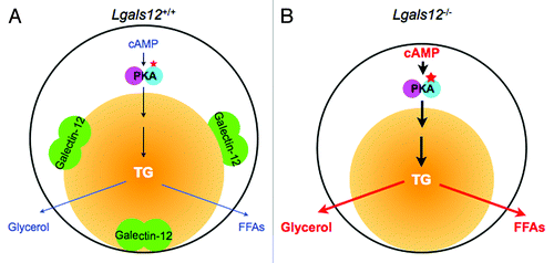 Figure 2. Role of galectin-12 in the regulation of lipolysis in adipocytes by protein kinase A (PKA) signaling. (A) Lipolysis in a wildtype (Lgals12+/+) adipocyte. PKA is activated by cyclic AMP (cAMP) to set off a signaling cascade that results in the sequential hydrolysis of triglyceride (TG) in the lipid droplet (yellow ball) to free fatty acids (FFAs) and glycerol. In this cell, the lipid droplet protein galectin-12 limits cAMP levels to downregulate PKA activation, most likely by acting on specific phosphodiesterases that degrade cAMP. (B) Ablation of galectin-12 in adipocytes results in elevated concentrations of cAMP, enhanced lipolytic PKA signaling, and therefore augmentation of lipolysis.
