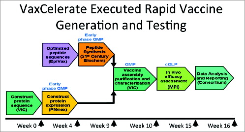 Figure 6. VaxCelerate time line.