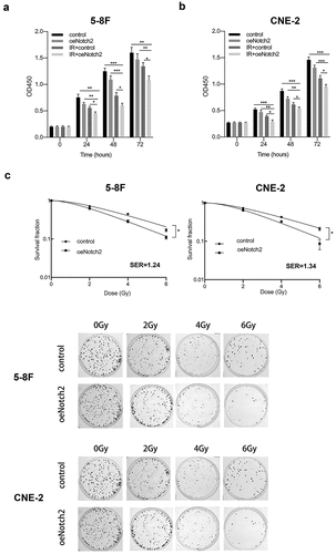 Figure 2. Overexpression of Notch2 enhances the radiosensitivity of NPC cells. (a, b) In 5–8 F and CNE-2 cells, the viability of the control, oeNotch2, IR+control and IR+oeNotch2 groups was detected by the CCK-8 assay. (c) In 5–8 F and CNE-2 cells, the surviving fractions in the oeNotch2 and control groups after radiation at different doses (2, 4, and 6 Gy) are shown. The plotted data are shown as the means±SD of three independent experiments, and the differences between the IR+oeNotch2 and the control, oeNotch2, or IR+control groups were compared by using Student’s t-test. (*P < 0.05; **P < 0.01; ***P < 0.001)
