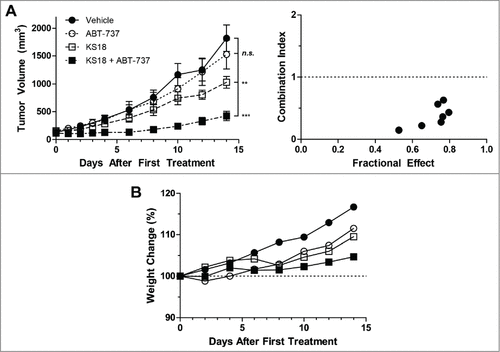 Figure 5. KS18 and ABT-737 synergize to reduce HL60/ABTR xenograft tumor growth in athymic nude mice. (A) Female athymic nude mice bearing HL60/ABTR xenograft tumors were treated with vehicle, ABT-737 (20 mg/kg), KS18 (10 mg/kg), or both ABT-737 and KS18 at 20 mg/kg and 10 mg/kg respectively, for 14 consecutive days after tumor staging. Tumor volumes were measured every 2 days. Error bars = SEM of 10–20 xenograft tumors. n.s. = not statistically significant, **P <0.005, ***P <0.0005 by Student's T-test of tumor volumes at day 14. Combination index between ABT-737 and KS18 was calculated based on perecent tumor size of vehicle control at each day (right). Combination index <1 signifies synergy. (B) The average body weights of mice bearing HL60/ABTR xenograft tumors expressed as a percentage of day 0.