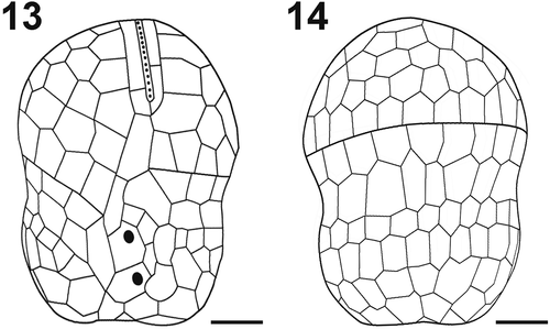 Figs 13–14. Schematic drawing of the amphiesmal vesicles of Ansanella catalana sp. nov. (Fig. 13) Ventral view and (Fig. 14) dorsal view. Scale bars = 2 µm.