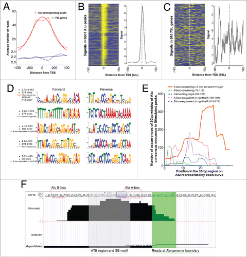 Figure 2. CGGBP1 shows enhanced binding to a specific subsequence of Alu-SINEs upon serum stimulation. (A) Distribution of reads in Alu-matching Stimulated peaks shows a binomial distribution with the reads piling up to create a consensus summit just downstream of Alu TSS (red curve). The tails of the reads-distribution curve extend into Alus and non-Alu regions showing the robustness of peak calling and general peak structure of Alu-matching Stimulated peaks. Similar analysis for 7SL (blue curve) showed much weaker read density compared to Alus and no normal distribution of the reads thereby supporting the absence of 7SL genes in Stimulated peaks. X-axis shows distance from TSS and Y axis shows number of reads per 6196 Alu-matching peaks and 845 7SL genes/pseudogenes. Broken lines connect exact values and the solid lines are the best Gaussian fit curves. (B) Distribution of signals (yellow) derived by mapping reads in unit sequences of 150 bps (mean length of sonicated DNA subjected to ChIP) in the regions −1kb to +1kb from Stimulated peak-matching Alu start sites shows clustering of signals both upstream and downstream of Alu TSS with summit just downstream of TSS. (C) Same analysis (as shown in (B) for Alu-matching peaks) for 7SL genes show scattered reads with no clear clustering pattern. The differences in the Y-axis values of graphs in (B) and (C) show the high enrichment around Alu TSS but no enrichment around 7SL TSS. Eleven Alu-peaks and 4 7SL values were removed as outliers from the analysis. Similar binding pattern of CGGBP1 on Alu and absence of specific binding on 7SL genes was observed in Quiescent sample also (not shown). (D) Counts and p values of 20 bp Alu sub-sequences in Stimulated peaks (performed on Alu-matching peaks only using MEME suite); the maximum occurrence and highest probability were both associated with the topmost sequence that matches to the most proximal A-box-containing region of Alus corresponding to SE motif and ATE region. (E) Intra-Alu distribution of CGGBP1-binding sequences as occurring in Stimulated peaks derived by counting exact matches between Alu consensus sequence and Stimulated peaks (iterative 100% match of a 20 bp window with one base shift per iteration, using MS Excel). Number of counts on Y-axis and location on Alu on X-axis is shown. The solid orange curve in (E)corresponds to the ATE region/SE motif and has significantly higher occurrence than other regions plotted in broken lines (chi square test, P < .01). (F) A representative Alu-matching Stimulated-specific peak shown with different features highlighted (Region = Chr16: 25,178,839-25,179,005; Alu repeat detected by RepeatMasker = black bar below; Region of reads mapping to non Alu region of the Alu-genome junction = highlighted in green; Region of reads corresponding to peak summit, ATE region/SE motif = shaded in gray; most commonly occurring 8bp motif GGAYTACA = purple box; A-box and B-boxes = underlined with pink; chromosomal coordinates and scale = mentioned on top).