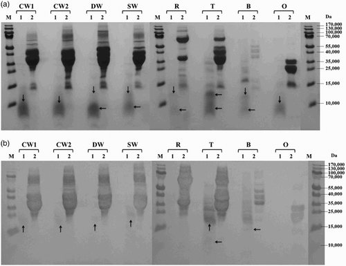 Figure 4. Proteolysis of prolamins detected by SDS-PAGE (a) and Western blot (b) after 60 min of hydrolysis using protease from Streptomyces griseus: CW1 – common wheat, cultivar Saxana, spring form; CW2 – common wheat, cultivar Blava, winter form; DW – durum wheat, cultivar Soldur; SW – spelt wheat, cultivar Rubiota; R – rye, cultivar Dankowskie Nowe; T – triticale, cultivar Wanad; B – barley, cultivar Ludan; O – oat, cultivar Detvan; lane 1 – prolamins treated using protease; lane 2 – untreated prolamins; M – molecular marker; arrows indicate fragments after proteolysis.