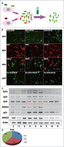 Figure 5. (A) The illustration on the Screening flow. (B) Fluorescence labeling on mixed culturing cells and 3 sub-clones. Green fluorescence protein and PuroR were transfected on 2 sub-clones mixed culturing cells by lentivirus transfection, and red fluorescence protein were transfected on 3 sub-clones by lentivirus transfection. Post-mixed (Po-mix) cells were 2-clone-mixed culturing cells experienced screening. (Scale bar: 100 μm) (C) Protein levels of E2F1, GFP, p21, p53, MAD1 and MAD2 were measured by Western blot analysis. No.1, 2 and 3 cells were DF2 +DF8, DF2+DF18, DF8+DF18 which were transfected with GFP separately; No.4, 5 and 6 cells were Mix2, Mix2 and Mix3 in panel B; No.7, 8 and 9 cells were No.4, 5 and 6 cells screened by PuroR. (D) The pie chart showed the ratio of 3 sub-clones in mixing cells according to the intensity of GFP in No. 4, 5 and 6 cells (red frame in panel C).