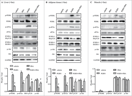 Figure 4. Effect of PBA treatment on markers of ER stress in the liver, adipose tissue, and muscle tissue. All analyses compare mice distributed in 4 groups (12–15/per group): (1) vehicle (2) PGRN (i.p. 20 μg/day); (3) 4-PBA (orally, 1 g/Kg of body weight); (4) PGRN + 4-PBA. For insulin signaling, they were injected with 2I U/Kg for insulin (Ins). (A–C) The indicators of ER stress and insulin receptor signaling were measured in liver, adipose and skeletal muscle at protein level. The data expressed as means ± SEM in each bar graph. *P < 0.05 (vs. vehicle). #P < 0.05 (vs. PGRN).