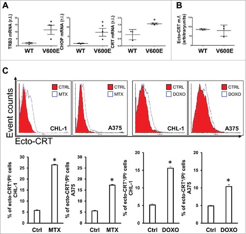 Figure 3. ER stress status and CRT exposure on cell surface after pro-ICD drugs treatment. (A) BRAF-mediated ER-stress was evaluated in both wild-type (CHL-1, C8161 and MeWo) and oncogenic (A375, A2058 and G361) BRAF melanoma cell lines by measuring the levels of the ER stress markers TRB3, CHOP and calreticulin (CRT) by qRT-PCR; (B) ecto-CRT basal level was evaluated in a panel of wild-type (CHL-1, C8161 and MeWo) and oncogenic (A375, A2058 and G361) BRAF melanoma cell lines by flow cytometry; (C) CRT exposure on cell surface was analyzed in CHL-1 and A375 cells under MTX (1 μM) or DOXO (5 μM) exposure (6 h) by means of flow cytometry; representative histograms are shown. (n = 3; * = p < 0,05).