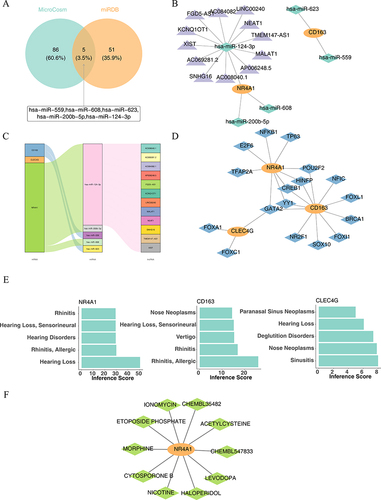 Figure 12 Prediction of regulatory networks and drugs. (A) Screening for targeted miRNAs. (B) ceRNA network. Orange: mRNA; green: miRNA; purple: lncRNA. (C) Alluvial diagram. (D) TF-mRNA network. Orange: mRNA; blue: TF. (E) Hub genes are significantly associated with ear, nose, and throat disorders. (F) Hub gene and corresponding small-molecule drug network map. Orange: hub genes; green: small-molecule therapeutics.