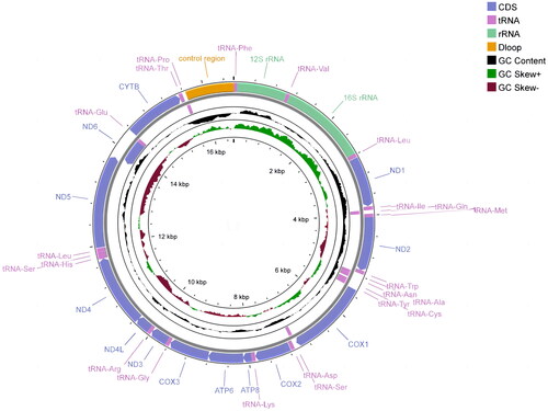 Figure 2. Circular map of the mitochondrial genome of S. gulinensis.