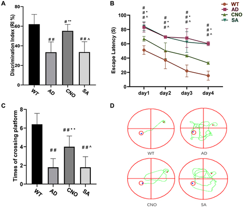 Figure 4 Effect of activation of RMTg nucleus on learning and memory in mice. (A) Discrimination index of each group (%). (B) Trends of the escape latency of each group in training trials. (C) Times across the platform of each group. (D) Typical route trajectory diagram on the fourth day. Compared with the WT group, #P<0.05, # #P<0.01; Compared with AD group, *P<0.05, **P<0.01; Compared with AD group, ^P>0.05.