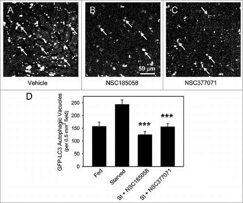 Figure 7. NSC185058 and NSC377071 inhibit starvation-induced autophagy in vivo. C57BL/6 mice were injected IP with adenoviral GFP-LC3B (Welgen, Inc., Worcester, MA) in order to transiently express the autophagy marker in the liver. At 2 24 h intervals, the mice were injected IP with peanut oil vehicle or antiautophagy compounds (100 mg/kg mouse weight) and the GFP-LC3B dots quantified. (A) The punctate appearance of GFP-LC3B labeled AVs (arrows) in livers from fasted untreated mice suggests ongoing autophagy. (B and C) The absence of AVs in NSC185058 or NSC377071-treated mice reveals that these compounds suppressed autophagy. Scale bar (A–C): 50 μm. (D) Quantification of the GFP-LC3B dots revealed that both NSC185058 and NSC377071 significantly inhibited starvation-induced (St) autophagy (***P < 0.001). The values represent the mean ± SEM, n = 4 to 6 trials.