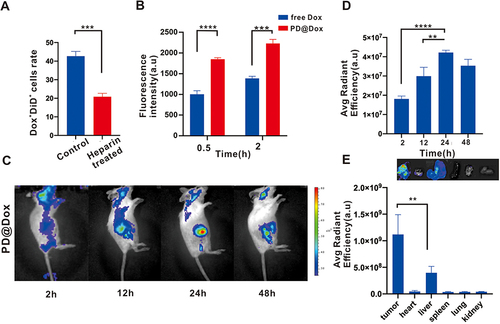 Figure 4 PD@Dox enhanced cell adhesion and integration into tumor tissue. (A) Flow cytometry histogram of the percentage of 4T1 cells positive (Dox+DiD+) when incubated with PD@Dox, with or without heparin treatment. (B) Flow cytometry measurements of 4T1 cells after 0.5 and 2 hours of incubation with PD@Dox and free Dox. (C) Representative images displaying the fluorescence distribution of DiD-labeled PD@Dox. (D) Fluorescence intensities of tumors at various time intervals postinjection. (E) Ex vivo fluorescence imaging and intensities of major organs 24 hours after injection. **P<0.01, ***P<0.001, ****P<0.0001.