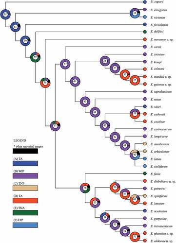 Figure 2. A graphical output from the BBM analysis (exported from RASP). Numbers in circles corresponds to the clade numbers from the phylogenetic consensus tree. A colour key to possible ancestral states at different nodes is given. SA – South Africa, WIP – Western Indo-Pacific, TNP – Temperate North Pacific, TA – Tropical Atlantic, TNA – Temperate North Atlantic, and CIP – Central Indo-Pacific.