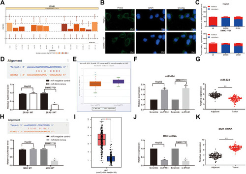 Figure 3 ZFAS1 serves as a ceRNA by sponging miR-624 with MDK. (A) Subcellular localization of ZFAS1 in the LncATLAS database. (B) The subcellular localization of ZFAS1 in HepG2 and SMMC7721 cells were stained with probes targeting ZFAS1 (green), and the nuclei were stained with DAPI (blue) by FISH. (C) Nuclear and cytoplasmic expression of ZFAS1 in HepG2 and SMMC7721 cells determined by RT-qPCR. (D) Luciferase reporter plasmids containing ZFAS1-WT or ZFAS1-MT were transfected into H293T cells together with miR-624 in parallel with an miR-NC plasmid vector. (E) miR-624 expression in healthy tissues and HCC tumor tissues in TCGA database by GEPIA. (F) Relative expression of miR-624 in HCC cells treated with si-ZFAS1 determined by RT-qPCR. (G) miR-624 expression in normal tissues and tumor tissues determined by RT-qPCR. (H) Luciferase reporter plasmids containing MDK-WT or MDK-MT were transfected into H293T cells together with miR-624 in parallel with an miR-NC plasmid vector. (I) MDK expression of normal tissues (n = 160) and tumor tissues (n = 369) in TCGA database by GEPIA (http://gepia.cancer-pku.cn/index.html). (J) Relative expression of MDK determined in HCC cells treated with si-ZFAS1 determined by RT-qPCR. (K) MDK expression in collected normal tissues and tumor tissues. One-way ANOVA and Tukey’s multiple comparison test were used or paired t test was used to determine statistical significance. *p < 0.05 vs miR-negative control or Scramble treatment; **p < 0.01 vs adjacent tissues.Abbreviations: siRNA, small interfering RNA; ZFAS1, ZNFX1 antisense RNA 1; ceRNA, competing endogenous RNA; WT, wild type; MT, mutant; LIHC, liver hepatocellular carcinoma; RPM, reads per kilobase of exon model per million mapped reads; MDK, midkine; DAPI, 4ʹ,6-diamidino-2-phenylindole; FISH, fluorescence in situ hybridization; HCC, hepatocellular carcinoma; TCGA, The Cancer Genome Atlas; GEPIA, gene expression profiling interactive analysis; NC, negative control; miR, microRNA; RT-qPCR, reverse transcription-quantitative polymerase chain reaction; SD, standard deviation; ANOVA, analysis of variance.