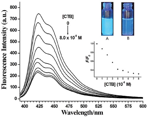 Figure 4. Fluorescence spectra of polymer PF-Lac (1.5 × 10–6 M) in the absence and presence of various concentrations of CTB in PBS solution at room temperature. CTB concentrations from top to bottom are 0, 1.0, 2.0, 3.0, 4.0, 5.0, 6.0, 7.0 and 8.0 × 10−8 M (Inset displays the photos of the corresponding solutions of PF-Lac in the absence (A) and presence (B) of CTB (8.0 × 10−8 M) under UV light (365 nm) illumination).