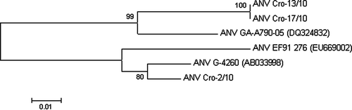 Figure 1.  Neighbour-joining phylogenetic tree based on the nucleotide sequences of the ORF 1b encoding the polymerase gene of six ANV-1 strains. The numbers near the branches indicate confidence level calculated by bootstrap (n=1000).