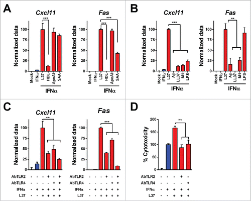 Figure 2. Mechanisms of IFNα and L37pA synergy. We determined the expression of Cxcl11 and Fas as readout of the effect of IFNα plus L37pA using quantitative real time RT-PCR in L929 cells treated as follows: (A) Cells were stimulated with IFNα (200 U/mL) for 3 h alone or in combination with L37pA (200 µg/mL), high density lipoprotein (HDL) (5 µg/mL), apolipoprotein A-I (ApoA-I) (30 µg/mL) or serum amyloid A (SAA) (30 µg/mL). (B) Cells were stimulated with IFNα (200 U/mL) for 3 h in combination with L37PA (200 µg/mL), the Alzheimer amyloid β peptide (Aβ) (200 µg/mL), cathelicidin (LL37) (200 µg/mL), phenol-soluble modulin 1 (M1) (200 µg/mL) or LPS (160 µg/mL). (C) Cells were pretreated with neutralizing antibodies against TLR2 (5 µg/mL), TLR4 (40 µg/mL) or with the combination for 1 h. Then, cells were treated with IFNα (200 U/mL) alone or plus L37pA (200 µg/mL) for 3 h. (D) Cytotoxicity assay in L929 cells incubated for 3 d with IFNα (1500 U/mL) and L37pA (200 µg/mL), and pretreated with neutralizing antibodies against TLR2 (5 µg/mL), TLR4 (5 µg/mL) for 1 h. Data are expressed as mean + SEM (one way ANOVA, followed by Dunnett's multiple comparison test. **p < 0.01, ***p < 0.001).