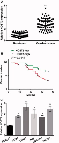 Figure 6. Human ovarian cancer-specific transcript 2 (HOST2) is uregulated in ovarian cancer tissues and cell lines and predicts unfavourable prognosis. The expression of HOST2 was evaluated in 66 ovarian cancer tissues and cell lines. A, HOST2 was highly expressed in ovarian tumour tissues; B, HOST2 was related to the poor prognosis of ovarian cancer individuals; C, HOST2 was significantly enhanced in different ovarian cancer cell lines. *p < .05, **p < .01 compared to the corresponding controls