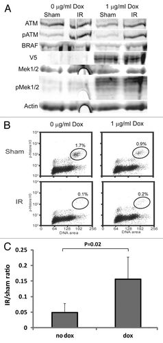 Figure 2. Stimulation of MAPK signaling by oncogenic B-Raf attenuates G2 checkpoint function in melanoma cells. (A) Western immunoblot showing induction of V5-V600E B-Raf and stimulation of MAPK signaling (P-MEK1/2) in the melanoma line RPMI8332. Cells were incubated with 1 μg/ml doxycycline (dox) for 48 h before cell harvest. (B) IR-induced G2 arrest. Flow cytometry was used to quantify mitotic cells 2 h after treatment with 1.5 Gy IR given at 48 h after adding dox. (C) Average IR/sham ratios with and without induction of oncogenic B-Raf. Induction of oncogenic B-Raf for 24–48 h produced a modest but significant (p = 0.02, n = 5, Student’s t-test) attenuation of IR-induced G2 arrest.