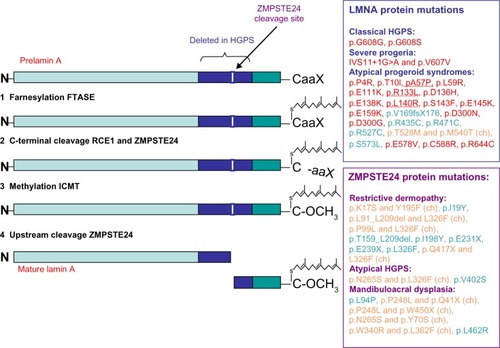 Figure 1 Representation of prelamin A processing and summary of LMNA and ZMPSTE24 mutations leading to classical and atypical progeria.