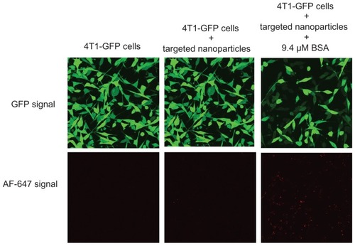 Figure 6 BSA coating enhanced cellular uptake and gene-silencing efficiency of RGD-targeted EHCO/siRNA nanoparticles.Notes: 4T1-GLuc cells were transfected with RGD-targeted nanoparticles ([AF-647-siGFP] = 50 nM) coated without and with BSA for 4 hours and then replaced with cell culture growth media. Images were taken using Olympus confocal microscopy at 40× magnification 48 hours later (Transfection media = 50% FBS in RPMI-1640).Abbreviations: BSA, bovine serum albumin; EHCO, N-(1-aminoethyl)iminobis[N-(oleoylcysteinylhistinyl-1-aminoethyl)propionamide]; GFP, green fluorescent protein; siRNA, short-interfering RNA; FBS, fetal bovine serum.
