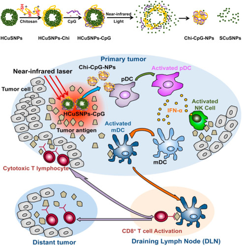 Figure 6 Schematics diagram of combined photothermal and immunotherapy using chitosan-coated hollow copper sulfide nanoparticles. Reproduced with permission from Guo L, Yan DD, Yang D, et al. Combinatorial photothermal andimmuno cancer therapy using chitosan-coated hollow coppersulfide nanoparticles. ACS Nano. 2014;8(6):5670–5681.Citation171 Copyright 2014, American Chemical Society.
