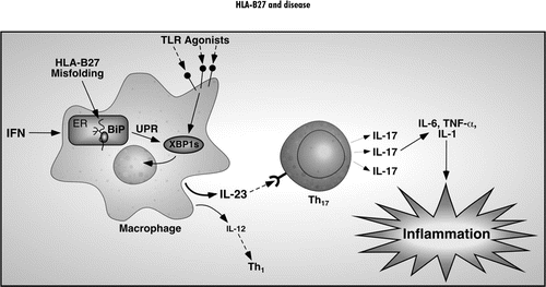 Figure 2 Proposed paradigm linking HLA-B27 misfolding to innate immune activation. The tendency of HLA-B27 to misfold and activate the UPR when upregulated sensitizes cells to certain pathogen-associated molecular patterns and possibly damage-associated molecular patterns, many of which signal through pattern recognition receptors such as the Toll-like receptors (TLR Agonists). Enhanced upregulation of IL-23 promotes IL-17 production from CD4 T-cells of the Th17 lineage. Th17 cells can produce TNFα and IL-6 and IL-17 is also a potent pro-inflammatory cytokine that acts on many tissue cell types and further induces TNFα, IL-6 and IL-1 as well as chemokines and metalloproteinases. IL-17 is hypothesized to be a key pro-inflammatory cytokine in the immunopathology that develops in the colon of HLA-B27 transgenic rats.