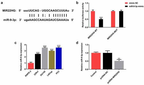 Figure 4. miR-9-3p partly abolished the biological functions of MIR22HG in DU145 cells. (a) The binding sites between MIR22HG and miR-9-3p from Starbase website (http://starbase.sysu.edu.cn/) prediction. (b) Luciferase reporter assay was applied for the verification of binding interaction. ***p < 0.001 vs mimic NC. (c) miR-9-3p expression in normal prostate epithelial cell line and prostate cancer lines. ***p < 0.001 vs RWPE-2. (D) DU145 cells were subjected to transfection with pcDNA-NC or pcDNA-MIR22HG, and miR-9-3p expression was tested employing qRT-PCR. **p < 0.01 vs pcDNA-NC.