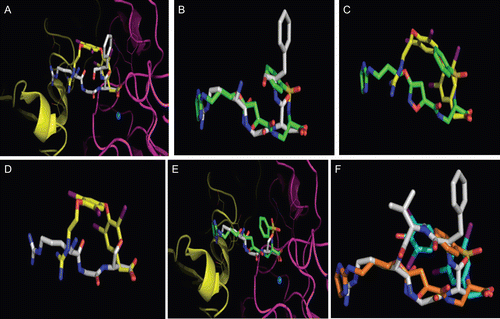 Figure 3.  (A) Superimposition of the RGDF tetrapeptide and compound 9; (B) superimposition of RGDF and XT199; (C) superimposition of XT199 (green) and compound 9 (yellow) revealed slight geometric agreement at CO2H terminal of compound (9) in binding mode; (D) superposition of RGD and compound (9) revealed slight geometric agreement in binding mode only at CO2H terminal of compound (9); (E) the RGD (white/blue) tripeptide superimposed at common coordinates with XT199 (green) in the bound state at the integrin receptor; (F) superposition of XT199, RGDF and tetrac.