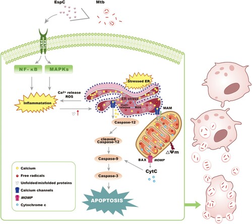 Figure 8. Proposed mode of action of Mtb EspC. Mtb EspC-induced pro-inflammatory cytokine overload through MAPK/ NF-κB cascades initiates the ER stress response, leading to intracellular calcium disturbance and ROS generation. This subsequently results in the generation of more pro-inflammatory cytokines, thus aggravating the ER stress. The cross-talk and interactions among ER stress, intracellular calcium fluctuations, ROS production, and pro-inflammatory cytokine overload trigger a sustained ER stress response and eventually cause apoptosis, which might promote mycobacterial infection. MOMP, mitochondrial outer membrane permeabilization; MAM, mitochondrial associated membrane.