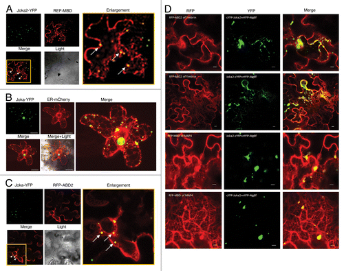 Figure 1. Co-localization of Joka2-YFP with MTs (A), ER (B), MFs (C), and co-localization of the Joka2-Atg8 complex with MTs and MFs (D). (A) Confocal microscope image of co-localization of fluorescent signals from fusion proteins Joka2-YFP and RFP-MBD (for microtubules labeling) in N. benthamiana epidermal cells transfected by Agrobacterium containing plasmids pK7WGR2-MBD of MAP4Citation36 and pJ4.Citation14 Observation under Nicon confocal microscope Eclipse TE2000-E was done 3 days post agroinfiltration.Citation35 Selected region of the Merge panel has been enlarged to expose yellow spots (showed by white arrows) indicating the Joka2-YFP signals co-localized with microtubules. (B) Confocal microscope image of Joka2-YFP and ER structures labeled with mCherry protein in N. benthamiana epidermis one day post particle bombardment. For the biolistic gene transformation (bombardment) of N. benthamiana leaves cultivated in non-stressed conditions used tungsten-M10 as a microcarrier. Tungsten 0.7µm particles (325 µg) were coated with 2 µg of mixture of plasmids pJ4Citation14 and ER-mCherry.Citation37 BIO-RAD PDS-1000/He Biolistic Particle Delivery System was used at 1300psi helium pressure. After that leaves were placed on solid 0.5xMS medium with 3% sucrose and kept in darkness for 24h at room temperature. Yellow spots in the Merge panels indicate the Joka2-YFP signals co-localized with ER structures. (C) Confocal microscope image of co-localization of fluorescent signals from fusion proteins Joka2-YFP and RFP-ABD2 (for microfilaments labeling) 3 days post agroinfiltration of N. benthamiana epidermal cells with Agrobacterium containing plasmids pK7WGR2- ABD2 of fimbrinCitation38 and pJ4.Citation14 Selected region of the Merge panel has been enlarged to expose yellow spots (showed by white arrows) indicating the Joka2-YFP signals co-localized with microfilaments. (D) Confocal microscope images of co-localization of fluorescent signals from YFP formed by BiFC from YC-Joka2 or Joka2-YC and YN-ATG8fCitation35 and RFP-ABD2 or RFP-MBD fusion proteins (labeled microtubules and microfilaments). Yellow spots in the Merge panels indicate the BiFC signals resulting from Joka2-ATG8f interactions (visualized in YFP panels) which is co-localized with microfilaments or microtubules in 2 upper rows or 2 lower rows, respectively (2 BiFC combinations were used).