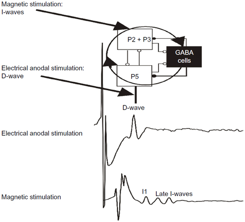 Figure 2 A schematic view of the model of corticospinal volley generation based on canonical cortical circuit.