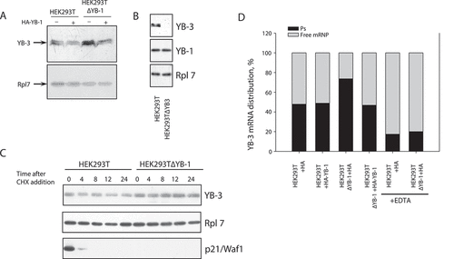 Figure 1. The suppressed expression of YB-1 entails YB-3 mRNA redistribution into polysomes without any effect on YB-3 stability. (A) Changes in the amount of YB-3 in HEK293T cells upon knockout or plasmid-induced expression of YB-1 detected by Western blotting; Rpl7 (ribosomal protein L7) is given as a control. (B) Changes in the amount of YB-1 in HEK293T cells upon YB-3 knockout detected by Western blotting; Rpl7 (ribosomal protein L7) is given as a control. (C) CHX-chase analyses of YB-3 degradation in HEK293T and HEK293TΔYB-1. The cells were incubated with CHX (100 µg/ml) and harvested at the indicated time points. Whole protein lysates were harvested, equilibrated to the total protein, and used in western blot analysis. p21/Waf was used as a positive control. Note that p21/Waf expression is very low in HEK293TΔYB-1 cells, as shown previously [Citation11]. (D) Distribution of YB-3 mRNA between polysomal and free mRNP fractions in HEK293T, HEK293T+YB-1, HEK293TΔYB-1, and HEK293T ΔYB-1+ YB-1 cells. The cells were scraped and lysed. Nuclei and mitochondria were removed by centrifugation, and cytosolic extracts were then spun through a 50% sucrose cushion at 100,000 rpm in a TLA-100 centrifuge (Beckman) for 13 min to separate postpolysomal supernatant from polysomes. Total RNA from postpolysomal supernatant and polysomal fractions (resuspended pellets) were extracted with TRIzol and subjected to qRT-PCR with YB-3 mRNA specific primers. Samples with added EDTA (for polysome dissociation into subparticles) served as a control for the presence of free mRNPs in polysomal fractions. The sum of relative mRNA YB-3 amount in free and polysomal mRNP fractions was taken to be 100%