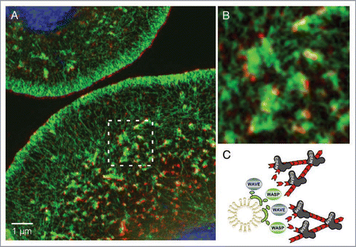 Figure 2 Cip4-marked vesicles localize at the tips of actin tails. (A) Structured Illumination Microscope (SIM) image of Drosophila S2 cells stained for endogenous Cip4 protein (red), F-actin (phalloidin, green). Nuclei were stained with DAPI (blue). (B) A magnified view of (A). Compared to other high-resolution microscopy techniques (e.g., STED) the SIM microscope achieves a resolution approaching 100 nm—double that of a conventional microscope without compromising on dyes or special sample treatment.Citation68