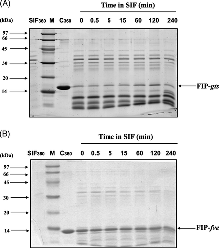 Figure 5.  SDS-PAGE analysis of the degradation of FIP-gts and FIP-fve in SIF. (A) FIP-gts and (B) FIP-fve were treated with SIF. Molecular weight markers (lane M) are indicated on the left-hand side of the gel. SIF and the test protein control were run along. The numbers on top denote the incubation times in minutes. The FIP-gts (A) and FIP-fve (B) in SIF digestion were labelled at the right-hand side of the gel.