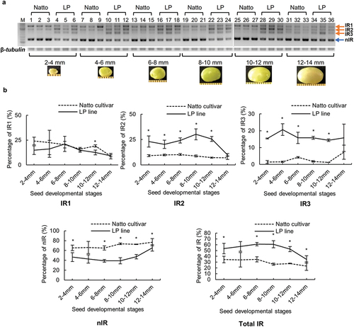 Figure 3. Splicing pattern of GmITPK3 during seed development of the Natto-kotsubu (Natto) cultivar and low-phytic acid (LP) line. (a) Visualization of splicing pattern of developing seed samples in 2% agarose gel. Lane nos. 1‒6 (2‒4 mm), 7‒12 (4‒6 mm), 13‒18 (6‒8 mm), 19‒24 (8‒10 mm), 25‒30 (10‒12 mm), and 31‒36 (12‒14 mm). Each seed length was investigated in triplicate. M indicates the molecular weight marker (50-bp ladder). There were three intron retention transcripts (IR1, IR2, and IR3) and non-intron retention (nIR) in both the Natto cultivar and LP line. (b) The percentage of each transcript in the same lane was calculated from the gel band using ImageJ. The total IR indicate the sum of IR1, IR2, and IR3. Values are presented as means of triplicates and error bars indicate standard deviation. Asterisk indicates significance at p ˂ 0.05 based on the Student’s t-test between the Natto cultivar and LP line at the same seed length.