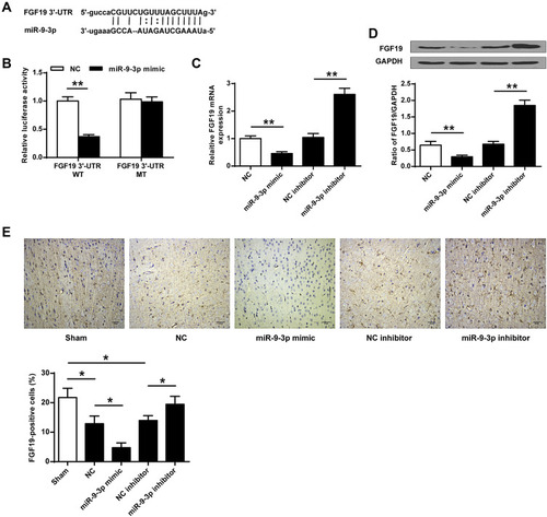 Figure 3 FGF19 was a target of miR-9-3p. (A) The putative binding site between miR-9-3p and 3′-UTR of FGF19 was predicted by TargetScan. (B) The relative luciferase activity of FGF19 3′-UTR WT or MUT vector was detected by dual luciferase reporter system. (C and D) HT22 cells were transfected with miR-9-3p mimics/inhibitor or corresponding negative controls. The expression of FGF19 was detected by RT-qPCR (C) and Western blot (D). (E) Mice were injected with miR-9-3p mimics/inhibitor or corresponding negative controls and then exposed to MCAO/R for 24 h. The expression of FGF19 in cerebral cortex was evaluated by immunohistochemistry. (×200, scale bar=100μm). n = 6 in each group. Data were expressed as mean ± SD. *p <0.05, **p <0.01.
