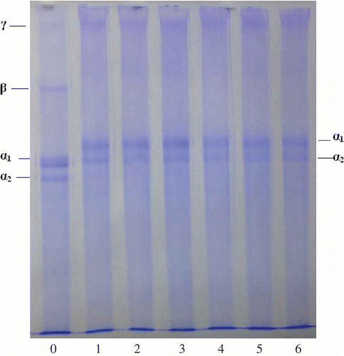 Figure 6 SDS-PAGE analysis of gelatin xerogels treated with and without EGCG. Lane C: Channel catfish skin collagen; Lane 0: 0 g/l EGCG; Lane 1: 0.5 g/l EGCG; Lane 2: 1.0 g/l EGCG; Lane 3: 2.0 g/l EGCG; Lane 4: 3.0 g/l EGCG; Lane 5: 4.0 g/l EGCG.