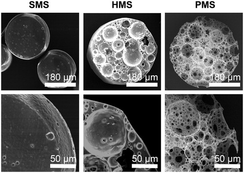 Figure 4. SEM sections of PHBVHHx SMSs, HMSs and PMS, respectively.