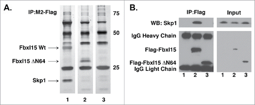 Figure 3. Fbxl15 N-terminus contains a Skp1 binding domain A. The N-terminus of Fbxl15 is required for associating with Skp1. Silver-stained gel of anti-Flag immunoprecipitates of 293T cells transfected with either wild-type Flag-Fbxl15, Flag-ΔN64-Fbxl15 or Flag alone. The identity of the bands was confirmed by LC-MS/MS. B. Flag-Fbxl15 associates wth Skp1. 293T cells were transfected with wild-type Flag-Fbxl15, Flag-ΔN64-Fbxl15 or Flag alone along and the extent of endogenous Skp1 association determined after anti-Flag immunoprecipitation. All experiments were performed in triplicate.