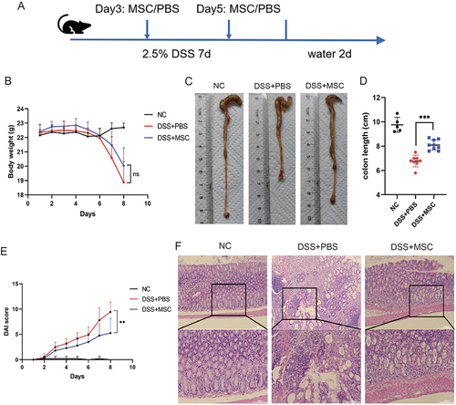 Figure 1 Treatment with MSC alleviates DSS-induced colitis model in mice. (A) The experimental process of DSS-induced acute colitis and treatment with MSC. The colitis was induced by 2.5% DSS dissolved in water for 7 consecutive days. Every mouse received a tail intravenous injection of 1×106 MSCs or PBS on days 3 and 5 (n=10). The negative control (NC) group mice were given untreated water (n=5). (B) The body weight of mice on each day. (C) Representative photographs of mice colons taken from every group. (D) The statistical graph of colon length from each group. (E) The Disease Activity Index (DAI) of each mouse group. (F) Hematoxylin and eosin staining of the colon tissue in each group (scale bar: 200 µm top graph/100 µm bottom graph). Data are presented as mean ± SD. ***P < 0.001, **P < 0. 01.