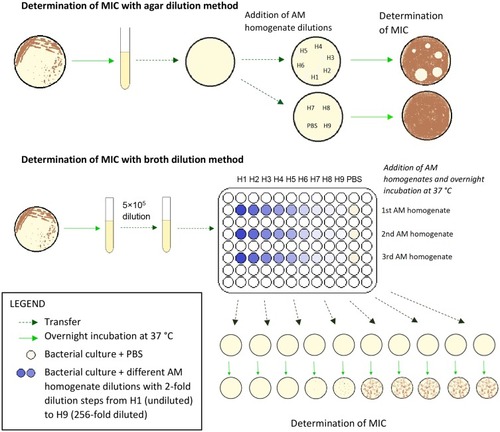 Figure 2 Schematic protocol for the determination of MIC with agar dilution and broth dilution methods.