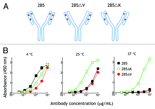 Figure 6. VL chain K53 is responsible for the temperature-dependent binding of 2B5 to PEG.(A) Recombinant 2B5 or 2B5 in which VH V23 (2B5ΔV) or VL K53 (2B5ΔK) were replaced by the corresponding amino acid of the parental 3.3 antibody were purified from mammalian cell culture medium. (B) Graded concentrations of recombinant 2B5 (■), 2B5ΔK (○), or 2B5ΔV (●) antibodies were added to microplate wells coated with linear amino-PEG at the indicated temperatures. After 1 h, the wells were washed and antibody binding was determined by adding HRP-conjugated donkey anti-mouse IgG Fc antibodies, followed by ABTS substrate. The mean absorbance values (405 nm) of triplicate determinations are shown. Bars, SD.