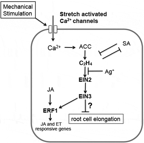 Figure 2. A possible model of the signaling pathway that mediates mechanical stress-induced root growth cessation in Arabidopsis. This model is simplified and additional pathways could exist.