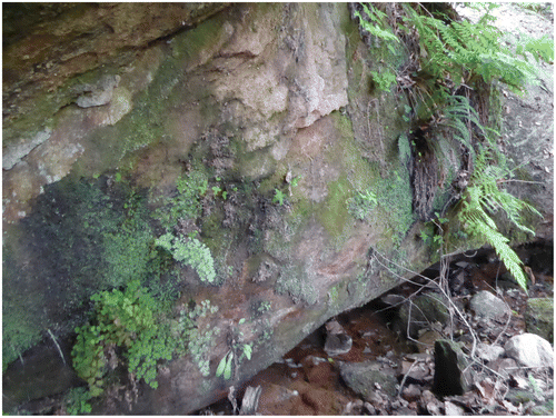 Photo 5. Vue de la race à Blechnum spicant de l’Adianto – Osmundetum regalis sur grès des Corbières (photo B. de Foucault).