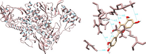 Figure 6. Quercetin interactions with SARS-CoV-2 RNA-dependent RNA polymerase, visualized in UCSF Chimera. Quercetin formed seven hydrogen bonds with amino acids: Arg553, Lys621, Cys622, Asp623 and Ser682.