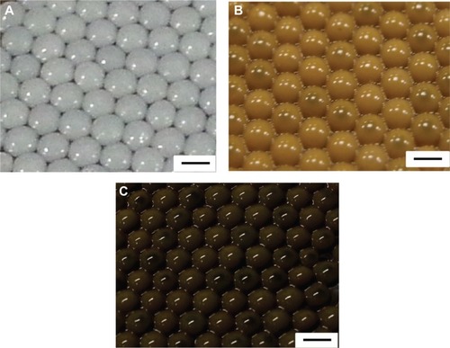 Figure 2 Photographs of the synthesized spheres.Notes: (A) Chitosan spheres. (B) Silver nanoparticles–chitosan composite spheres synthesized with 1 mM AgNO3. (C) Silver nanoparticles–chitosan composite spheres synthesized with 8 mM AgNO3. The concentration of chitosan was 2%. All scale bars are 2 mm.Abbreviation: AgNO3, silver nitrate.