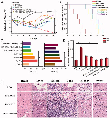 Figure 4. The chromium poisoning detoxifying ability of NPs. (A) Bodyweight changes. The data are presented as the means ± SD (n = 3). *indicates p < .05. (B) Kaplan–Meier survival curves of KM mice following different treatments. The data are presented as the means ± SD (n = 6). (C) ALT and AST in the blood samples from rats with different treatments. (D) Chromium in blood, urine, and liver after different treatments. (E) HE staining of major organ sections after various treatments. The data are presented as the means ± SD (n = 3). *p < .05, compared to the control group; #p < .05, compared to the K2CrO4 group.