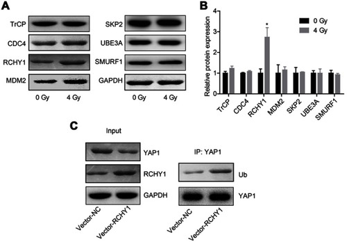 Figure 5 The ubiquitination of YAP1 protein was regulated by RCHY1. U251 cells were treated with 4 Gy irradiation, then the following assays were carried out after 24 hrs of irradiation exposure. (A, B) The expression of TrCP, CDC4, RCHY1, MDM2, SKP2, UBE3A and SMURF1 was detected by Western blotting assay. (C) Co-IP assay was used to detect the effects of RCHY1 overexpression on the ubiquitination of YAP1 protein (n=3, *P<0.05).Abbreviation: YAP, Yes-associated protein.